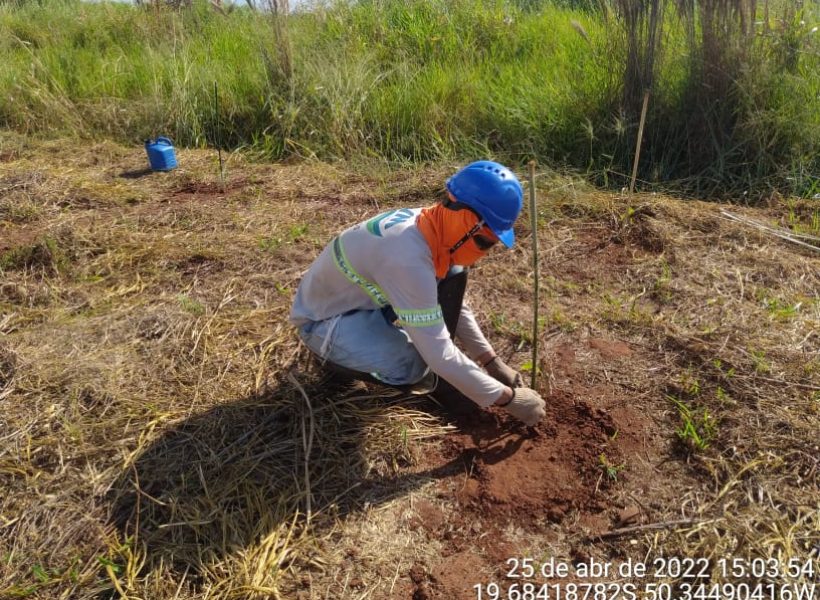 morroverde-silvicultura-03